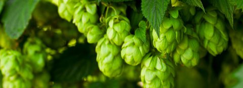 Hops of first-class quality