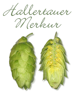 Hallertauer Merkur Hopfen