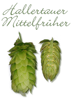 Hallertauer Mittelfrüher