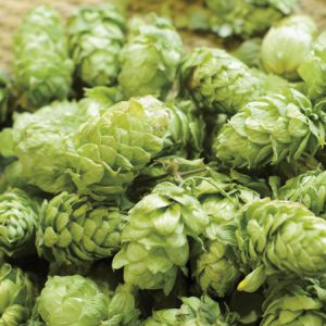 green hops