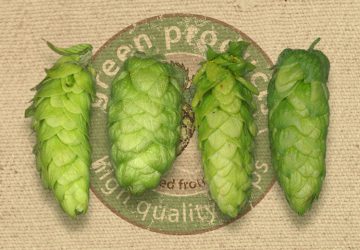 Special flavour hops